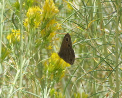 Cercyonis sthenele masoni