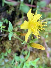 Hypericum scouleri