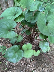 Ligularia