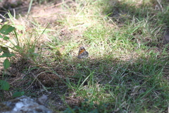 Hipparchia aristaeus