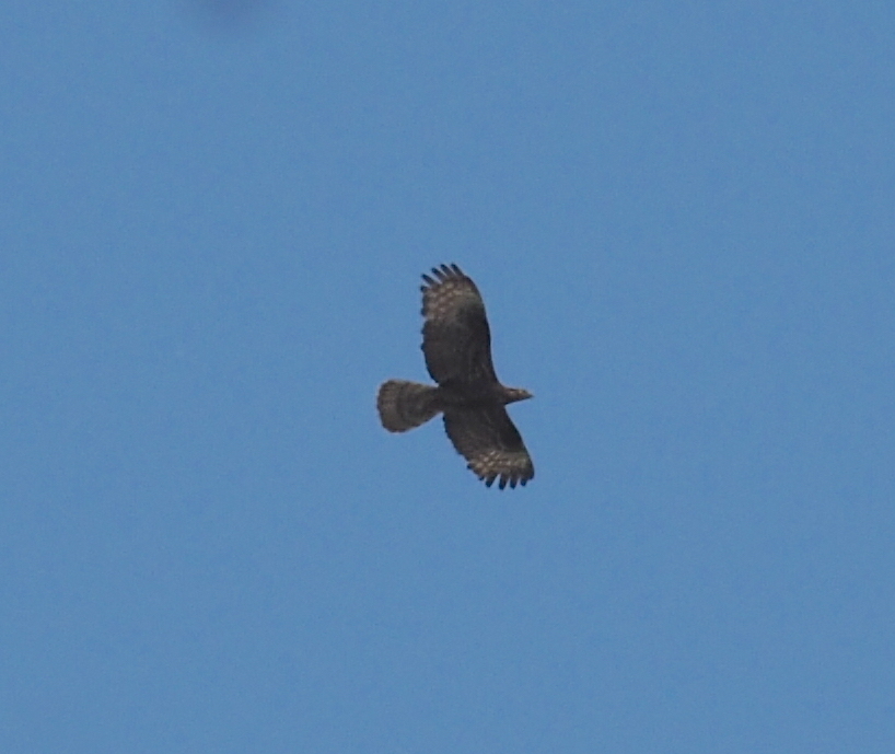 European Honey Buzzard