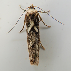 Blastobasis adustella