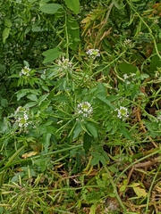 Nasturtium officinale