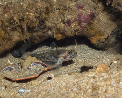 Fusigobius duospilus