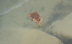 Diodon holocanthus