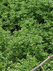 Nasturtium officinale