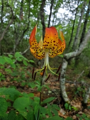 Lilium michauxii
