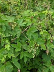 Humulus lupulus