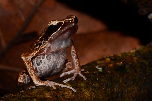 Silver Long-fingered Frog, Cardioglossa leucomystax