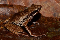 Cardioglossa leucomystax