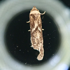 Blastobasis adustella