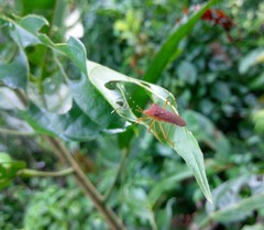 Anasa bellator