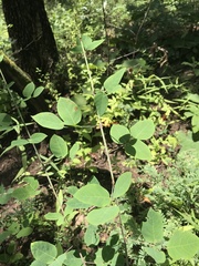 Desmodium laevigatum