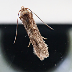 Blastobasis adustella