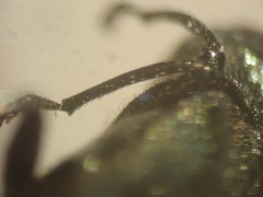 Agrilus suvorovi