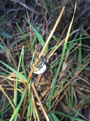 Mastophora cornigera