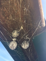 Mastophora cornigera