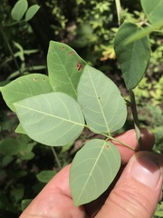 Desmodium laevigatum