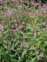 Impatiens glandulifera