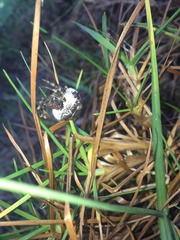 Mastophora cornigera