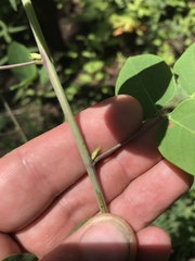 Desmodium laevigatum
