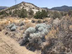 Ericameria nauseosa hololeuca