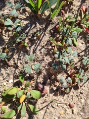 Pelargonium ternifolium