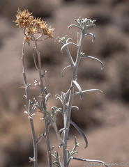 Ericameria nauseosa hololeuca