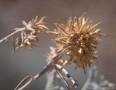 Ericameria nauseosa hololeuca