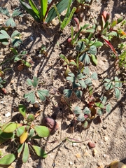 Pelargonium ternifolium