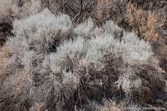 Ericameria nauseosa hololeuca