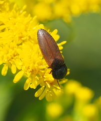 Agriotes ustulatus
