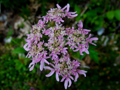 Heracleum austriacum siifolium