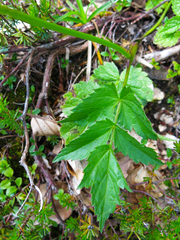 Heracleum austriacum siifolium