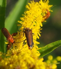 Anogcodes rufiventris