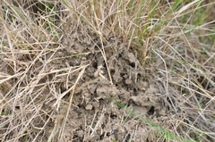 Formica subaenescens