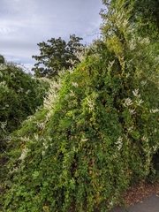 Fallopia baldschuanica
