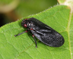 Prosapia ignipectus