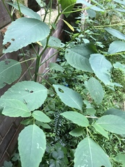 Impatiens pallida