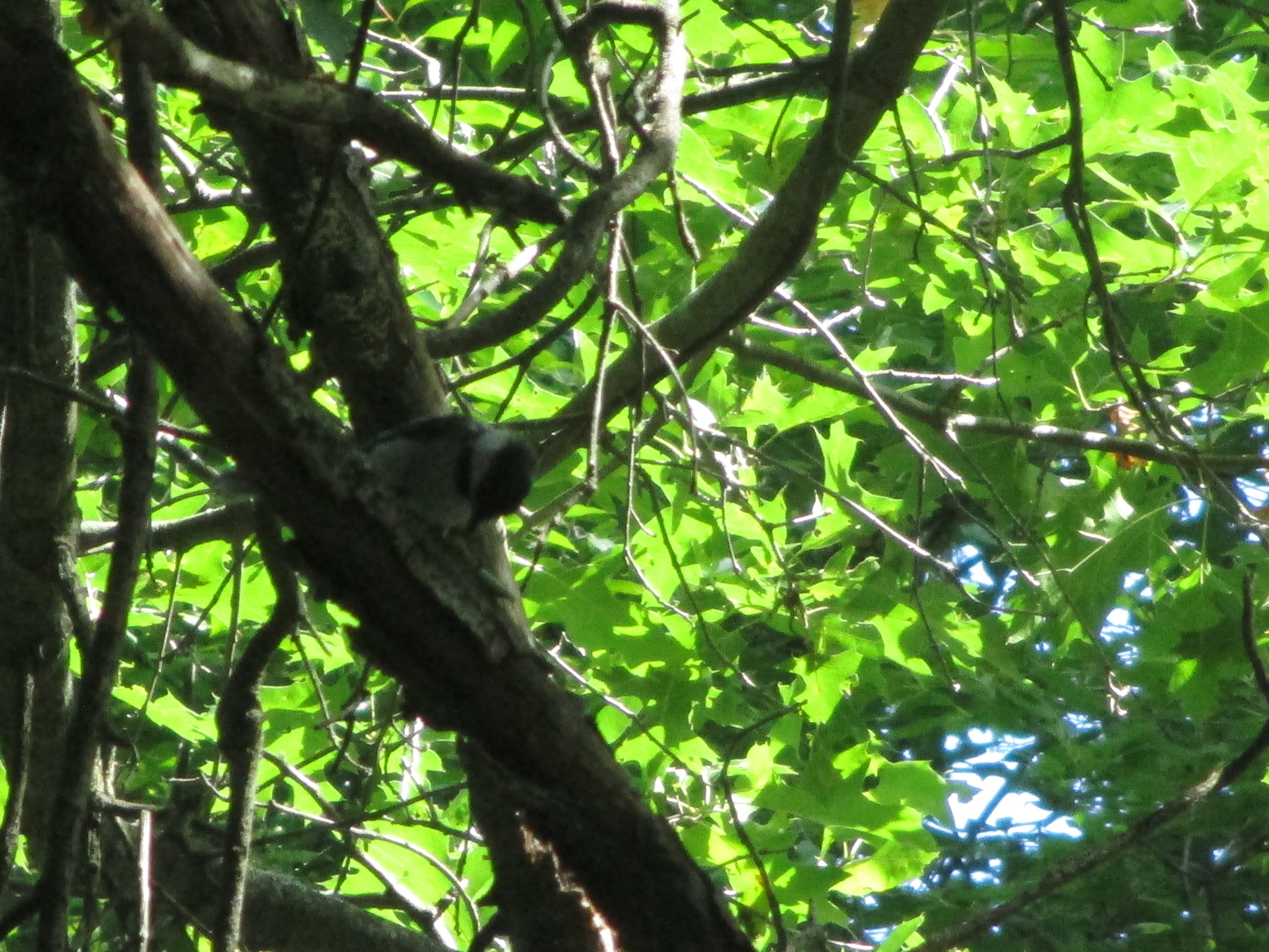 Black-capped Chickadee