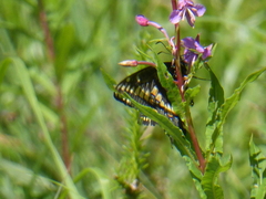 Papilio brevicauda