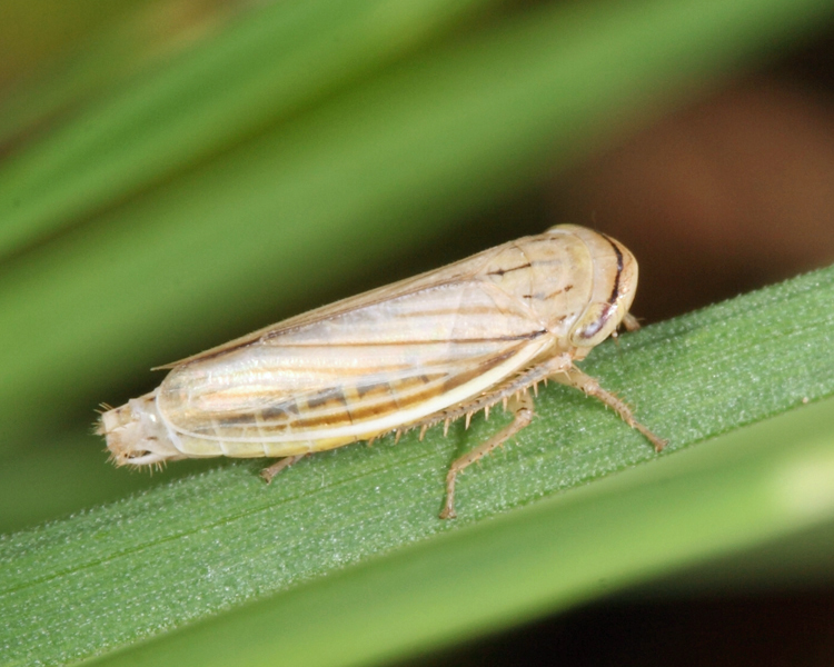 Silver Leafhopper