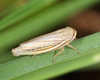 Silver Leafhopper - Photo (c) Tom Murray, some rights reserved (CC BY-NC), uploaded by Tom Murray