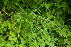Carex trichocarpa