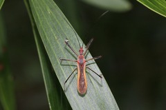 Euagoras plagiatus
