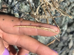 Boechera serpenticola