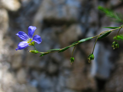 Linum julicum