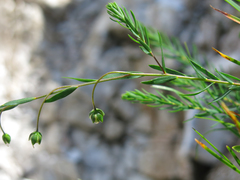 Linum julicum