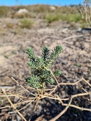 Oedera fruticosa