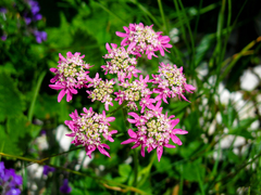 Heracleum austriacum siifolium